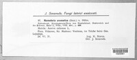 Ramularia aromatica image